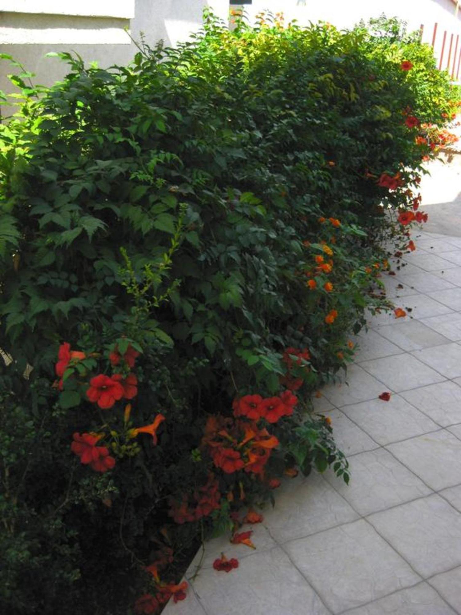 Villa Alba Apartments Dobra Voda Kültér fotó
